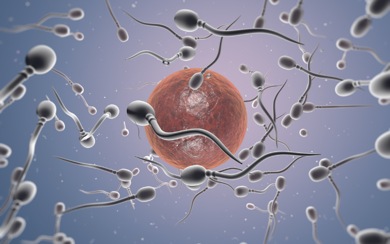 Follicle Stimulation